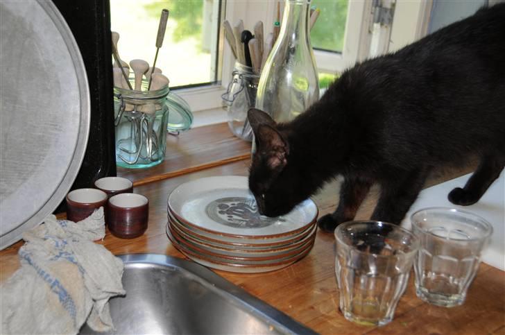 Blanding af racer sorte mis (VÆK)   :[ billede 3