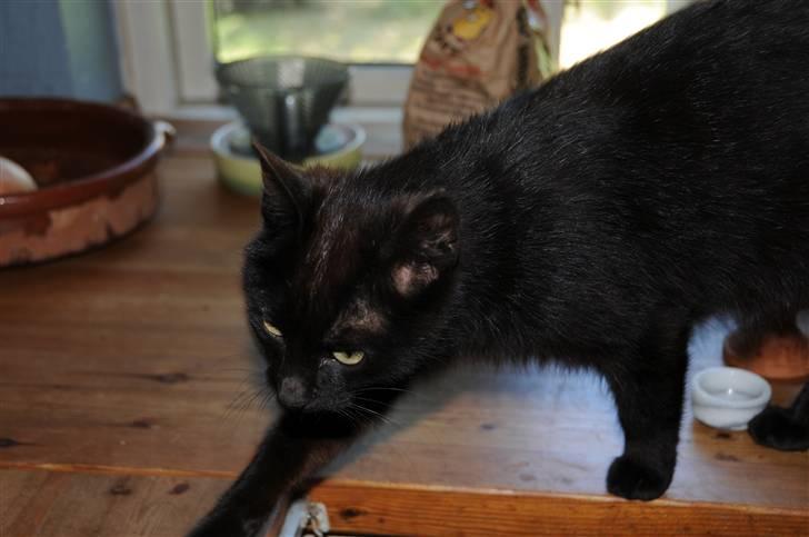 Blanding af racer sorte mis (VÆK)   :[ billede 4