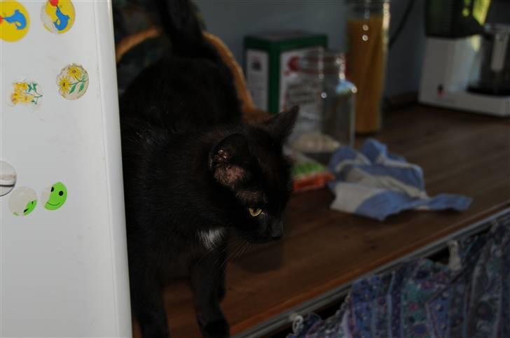 Blanding af racer sorte mis (VÆK)   :[ billede 5