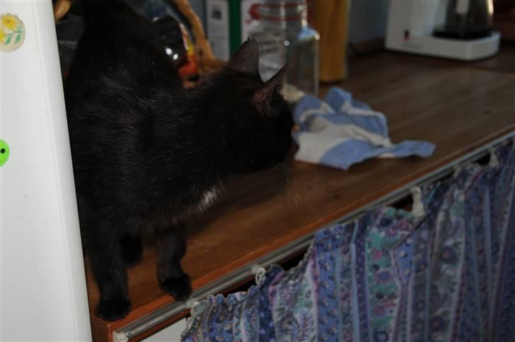 Blanding af racer sorte mis (VÆK)   :[ billede 6