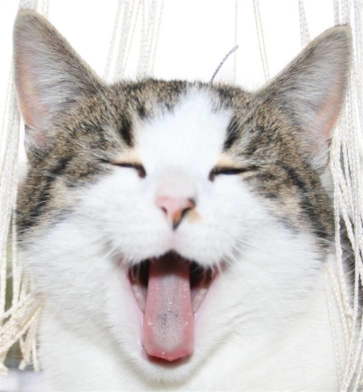 Blanding af racer Bettemis:)  billede 1