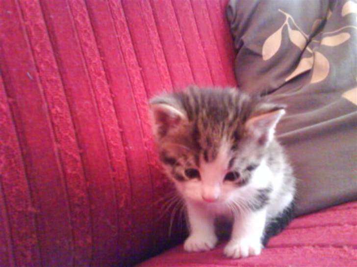 Blanding af racer Bettemis:)  billede 2