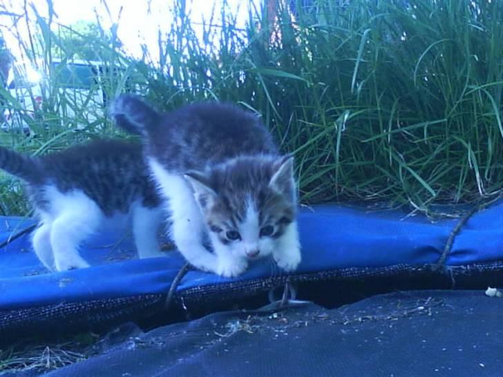 Blanding af racer Bettemis:)  billede 3