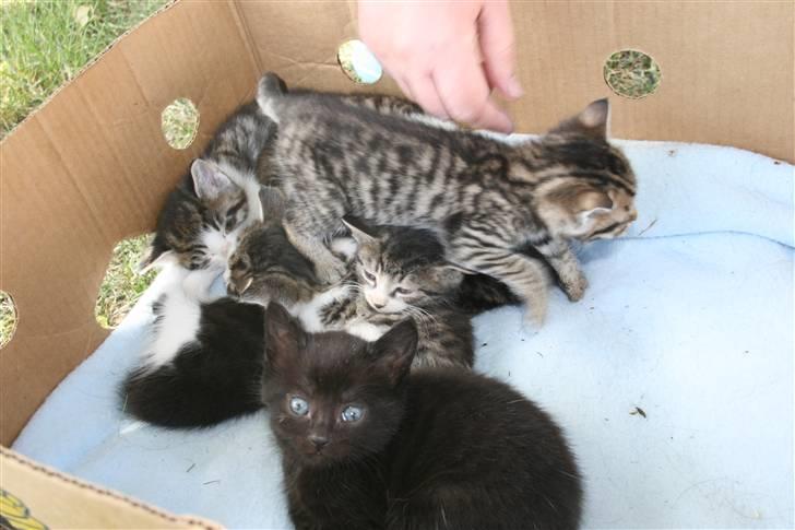 Blanding af racer Bettemis:)  - alle killingerne + 3 vildkillinger  billede 5