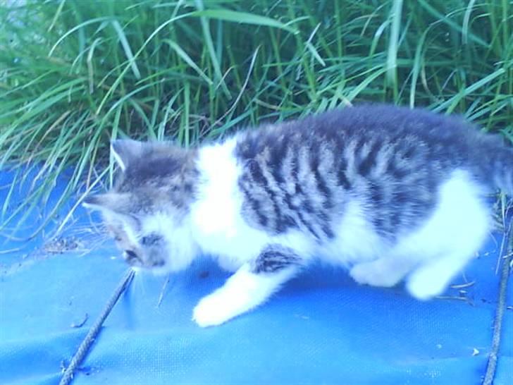 Blanding af racer Bettemis:)  billede 6