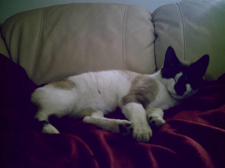 Blanding af racer Diva billede 12