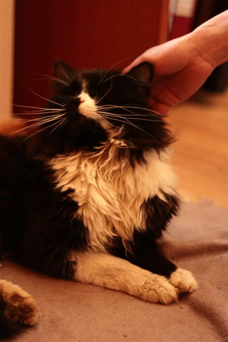 Blanding af racer Tango*væk* billede 14