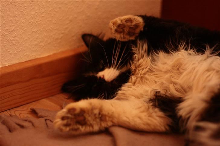 Blanding af racer Tango*væk* billede 15