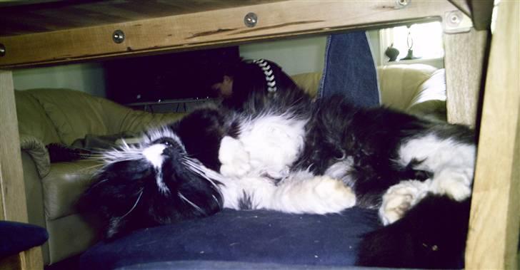 Blanding af racer Tango*væk* billede 16