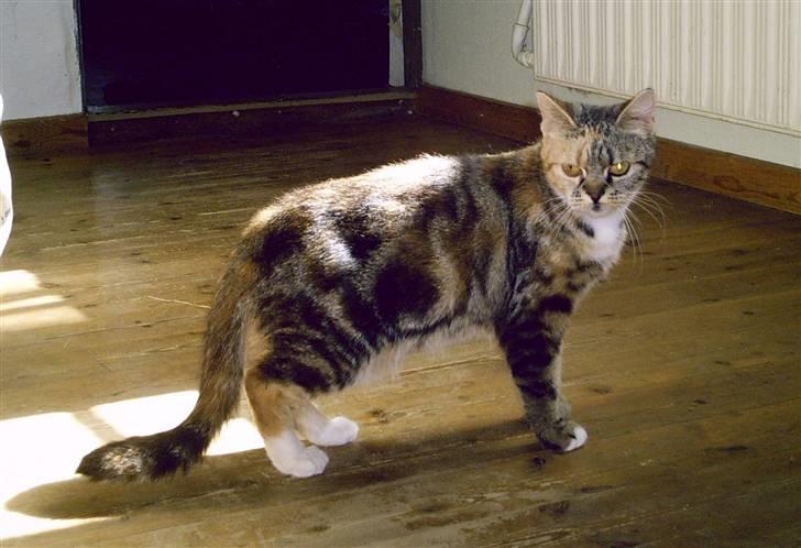 Blanding af racer Bonni billede 15