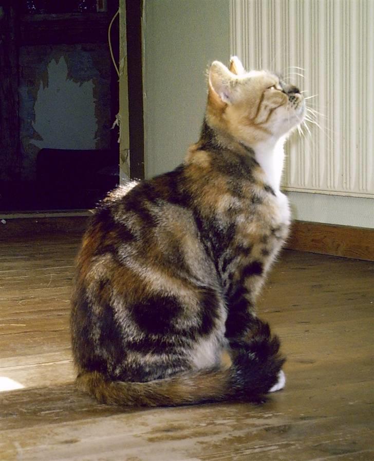 Blanding af racer Bonni billede 16