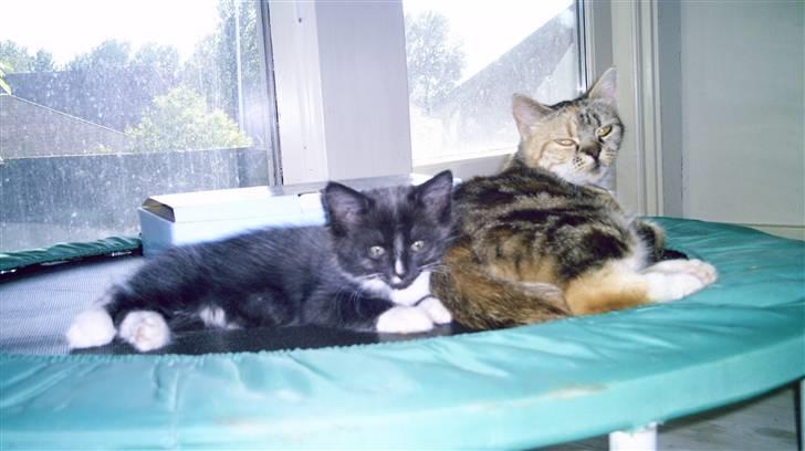 Blanding af racer Bonni billede 17