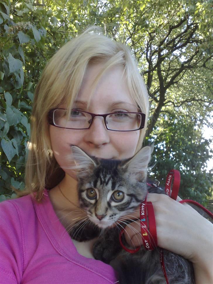 Norsk Skovkat Felix billede 14