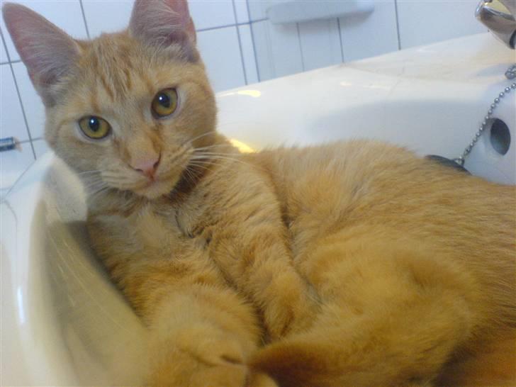 Huskat Nyx billede 1