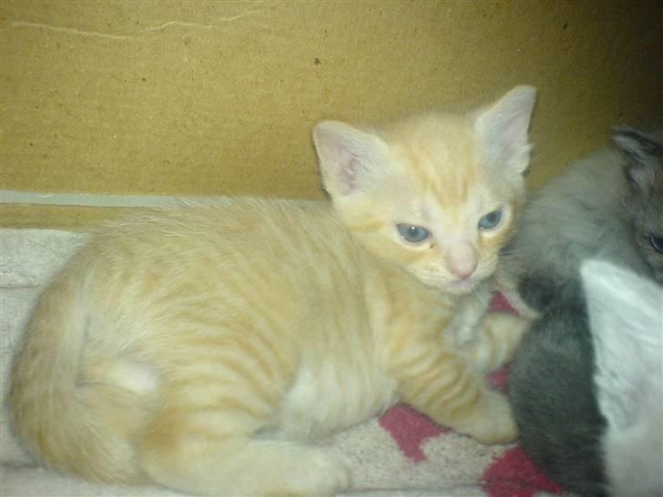 Huskat Nyx billede 2