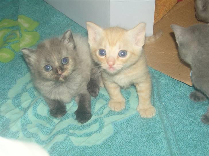 Huskat Nyx billede 3