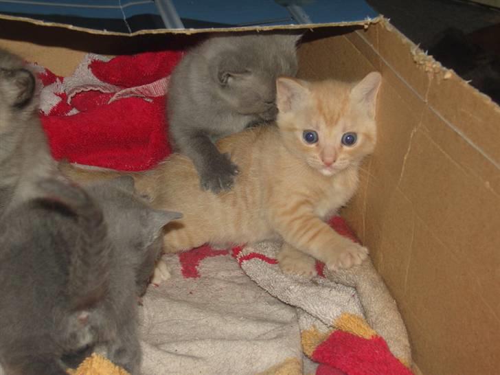 Huskat Nyx billede 4