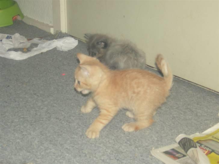 Huskat Nyx billede 5