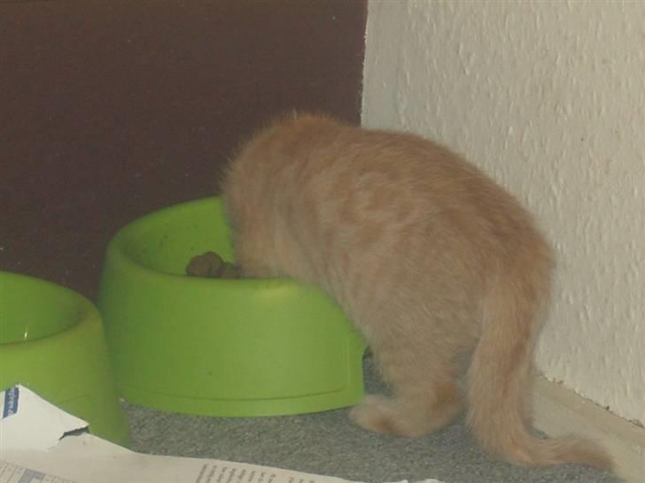 Huskat Nyx billede 6