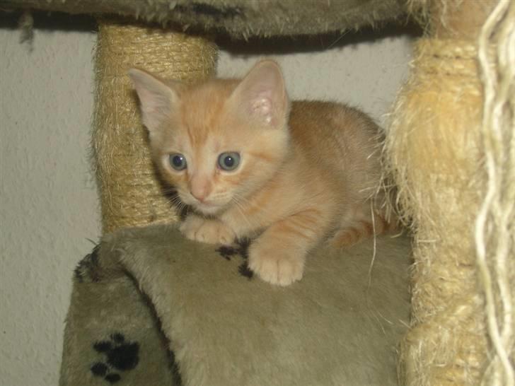 Huskat Nyx billede 7