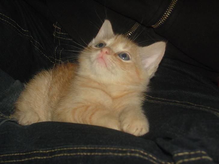 Huskat Nyx billede 8