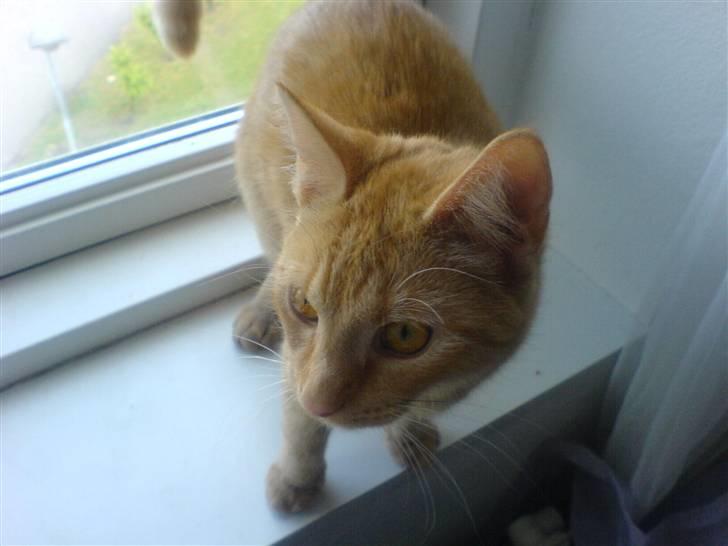 Huskat Nyx billede 9