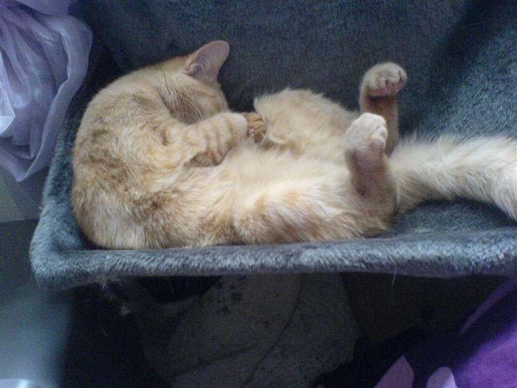 Huskat Nyx billede 10