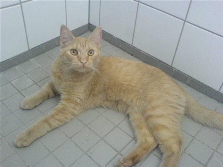 Huskat Nyx billede 11