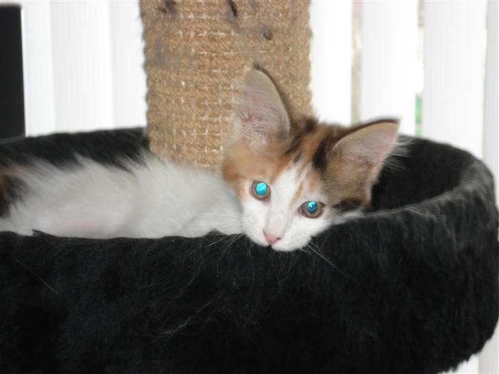 Maine Coon zig zag billede 1