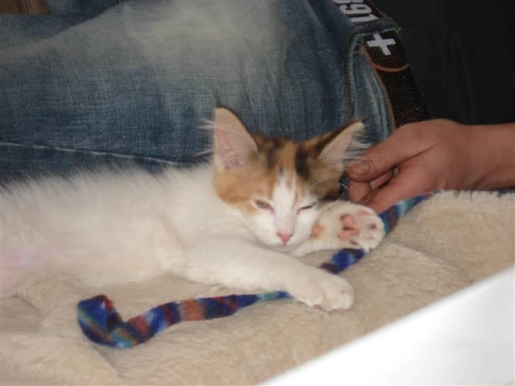 Maine Coon zig zag billede 2