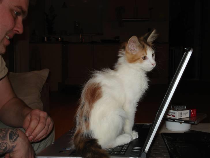 Maine Coon zig zag billede 3