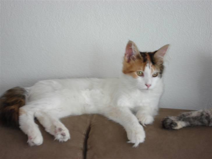 Maine Coon zig zag billede 4