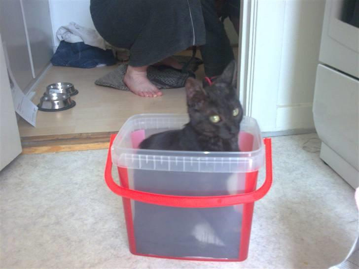 Blanding af racer Gimli billede 16