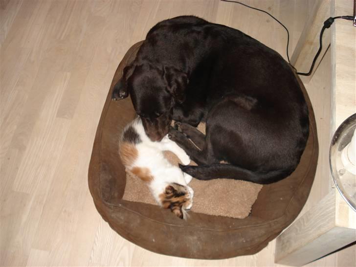 Maine Coon zig zag billede 5