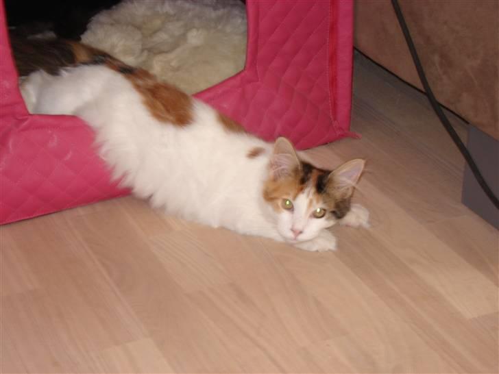 Maine Coon zig zag billede 6