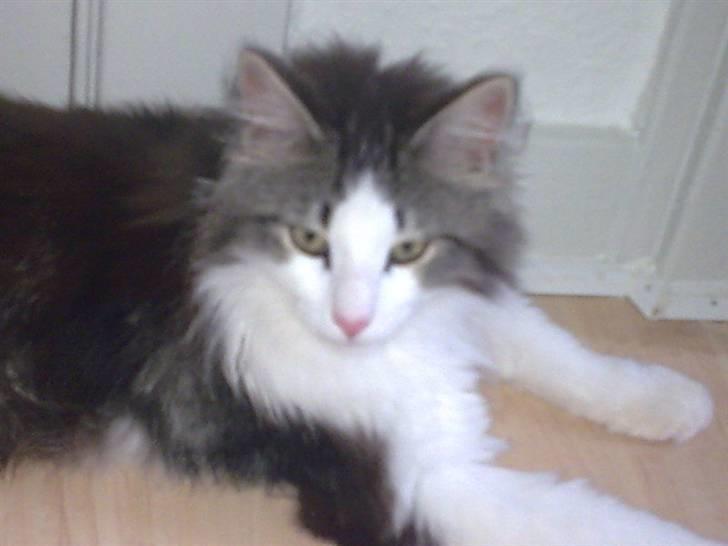 Norsk Skovkat Nando /aflivet :-( billede 1