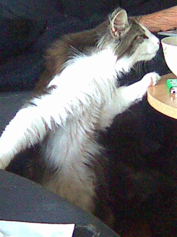 Norsk Skovkat Nando /aflivet :-( billede 2