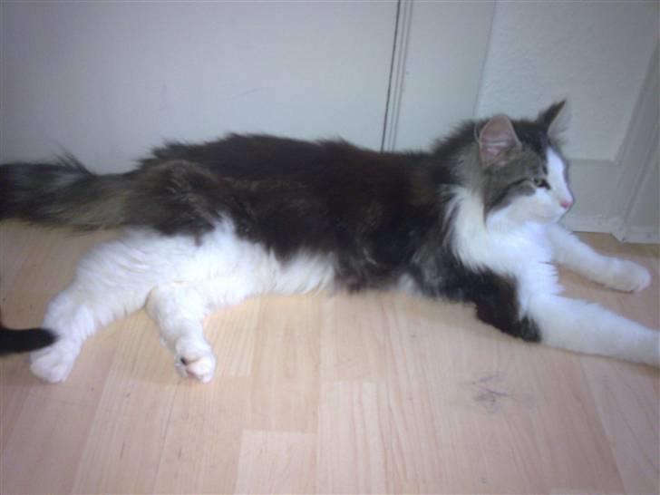 Norsk Skovkat Nando /aflivet :-( billede 3
