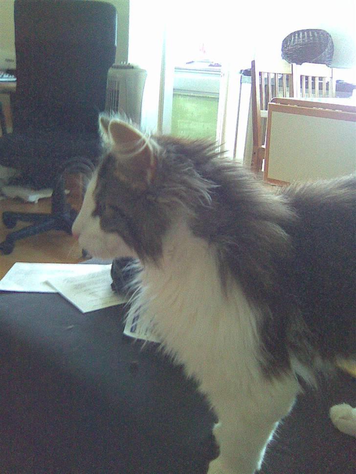 Norsk Skovkat Nando /aflivet :-( billede 4