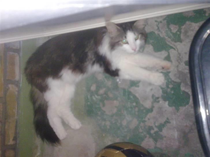 Norsk Skovkat Nando /aflivet :-( billede 6