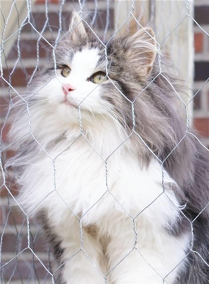 Norsk Skovkat Nando /aflivet :-( billede 7