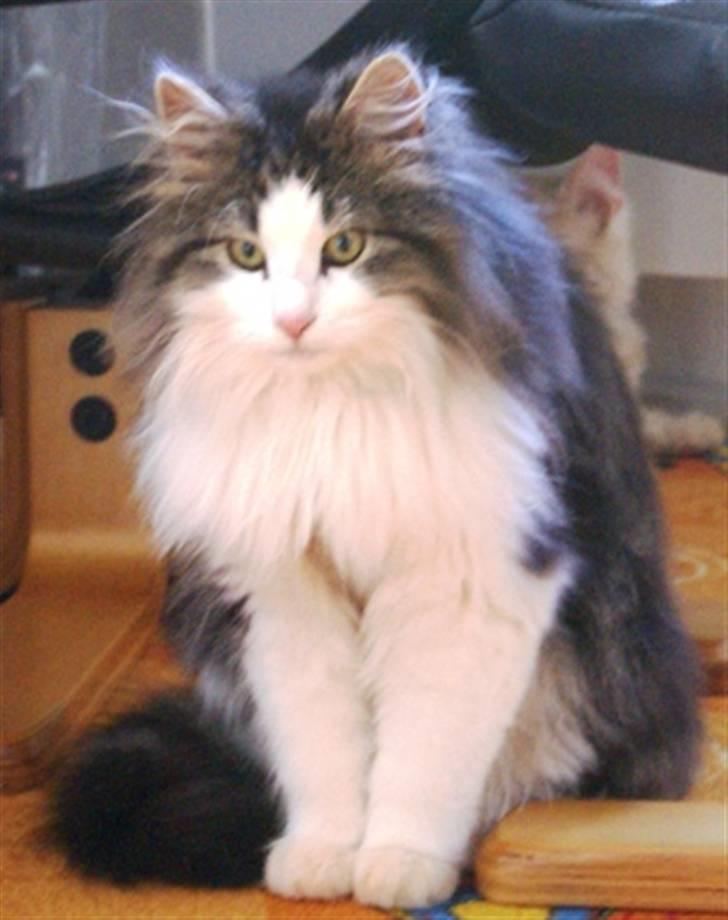 Norsk Skovkat Nando /aflivet :-( billede 8