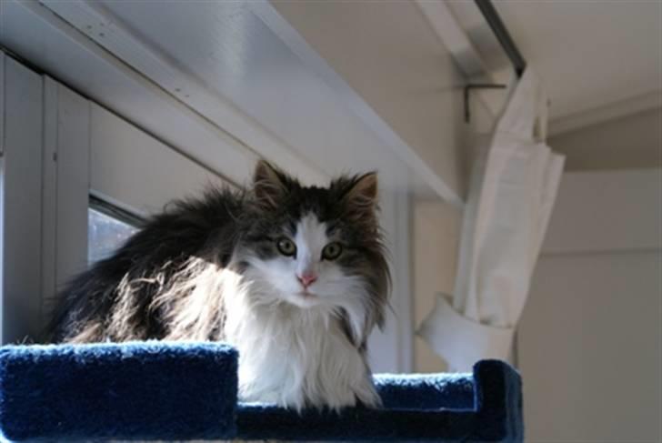 Norsk Skovkat Nando /aflivet :-( billede 9