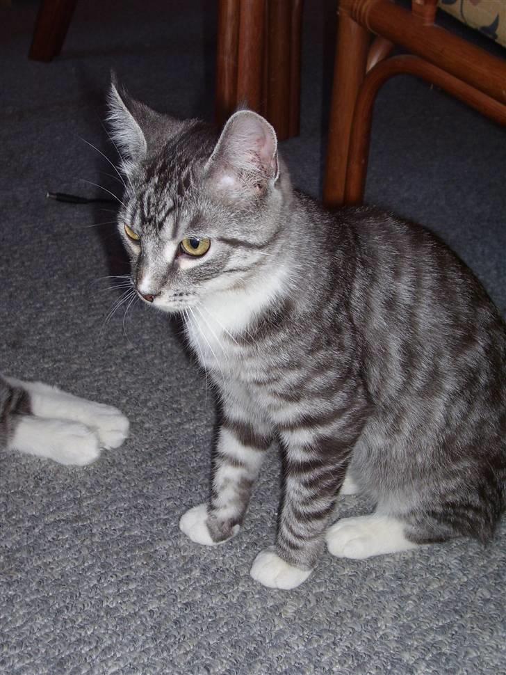 Blanding af racer Tvebakke  † d. 2/11-08 billede 15