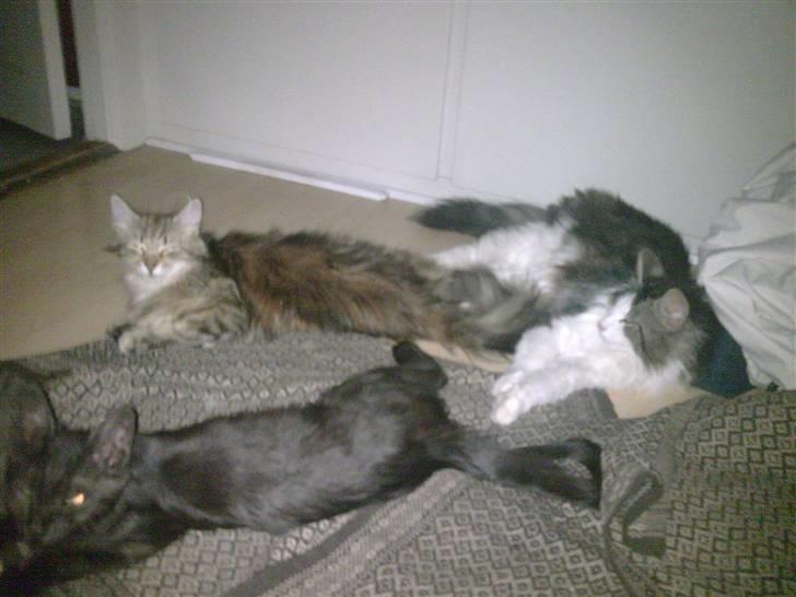 Norsk Skovkat Nando /aflivet :-( billede 10