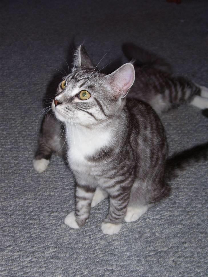 Blanding af racer Tvebakke  † d. 2/11-08 billede 16