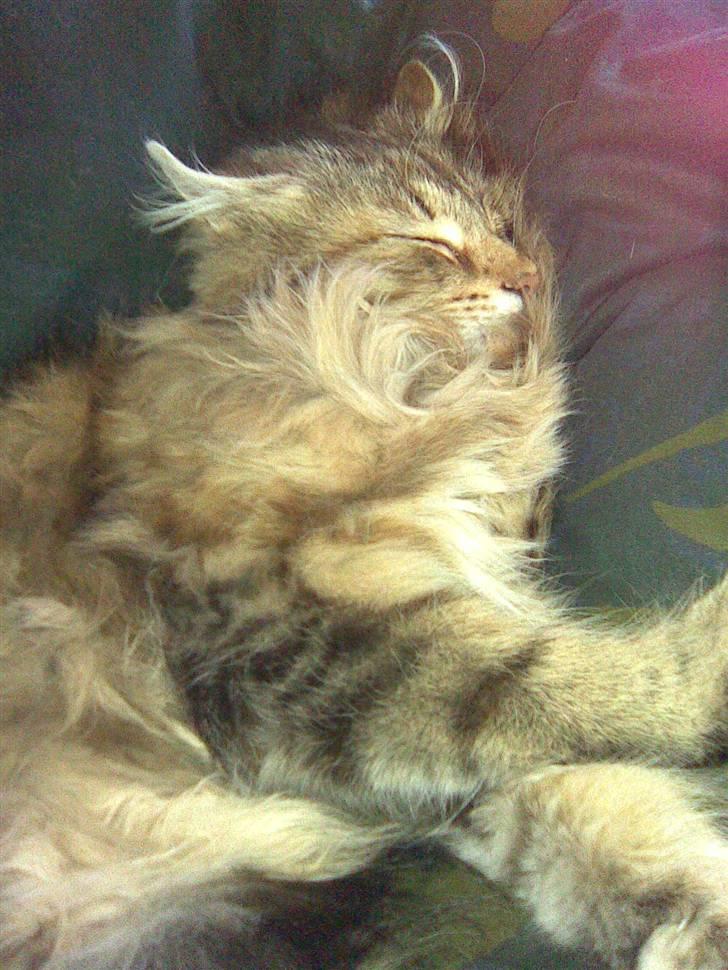 Norsk Skovkat Jessica billede 15