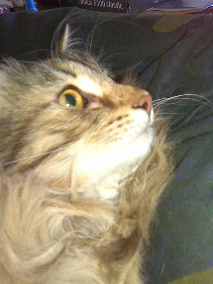 Norsk Skovkat Jessica billede 16