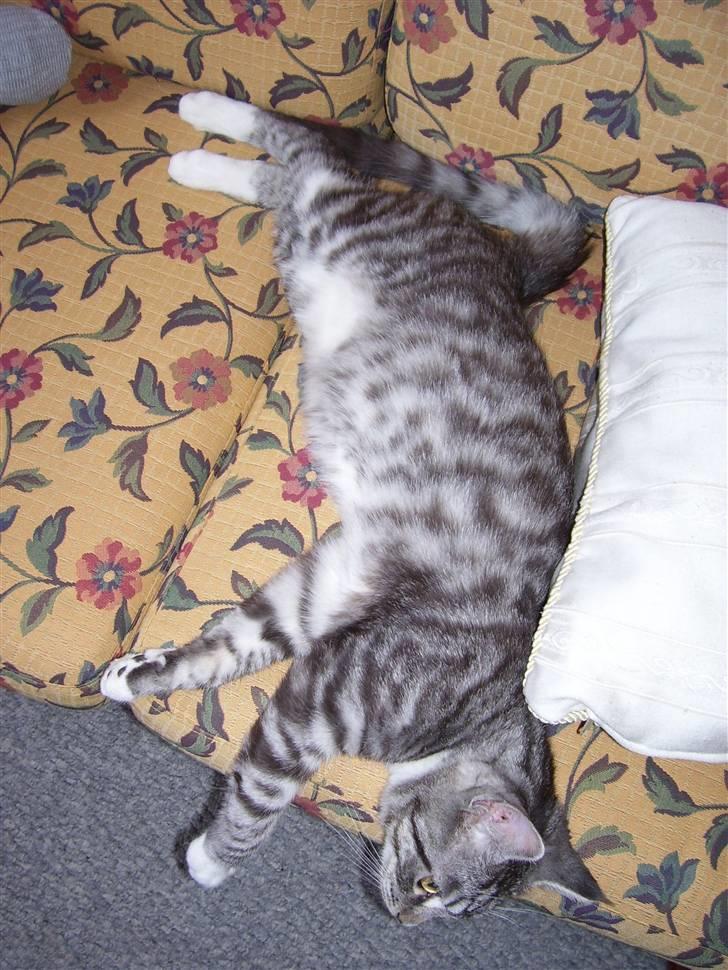 Blanding af racer Tvebakke  † d. 2/11-08 billede 17