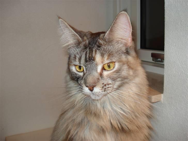 Maine Coon tøzen billede 1